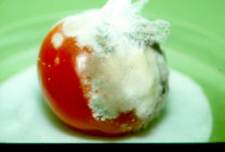 Skimmelvkst p tomat.
Foto: Suzanne Gravesen, By og Byg