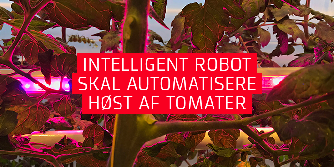 Intelligent robot skal automatisere hst af tomater
