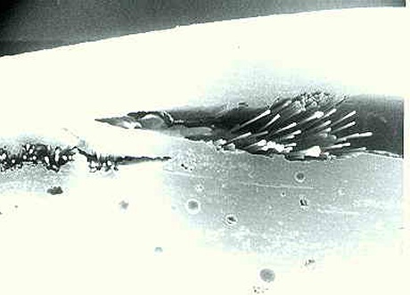 Billedet viser fritliggende glasfibre i blre