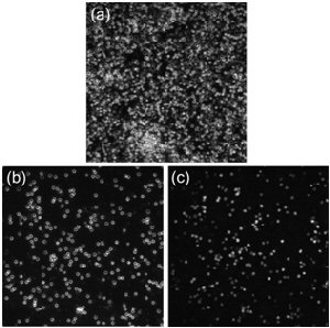Micrographs - A