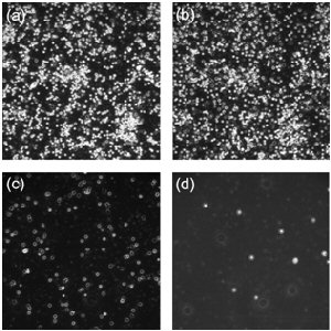 Micrographs - B
