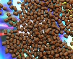 Teknologisk Institut er med i udviklingen af ny typer fiskefoder, hvor mel og olie fra fisk erstattes af lignende produkter med vegetabilsk oprindelse.