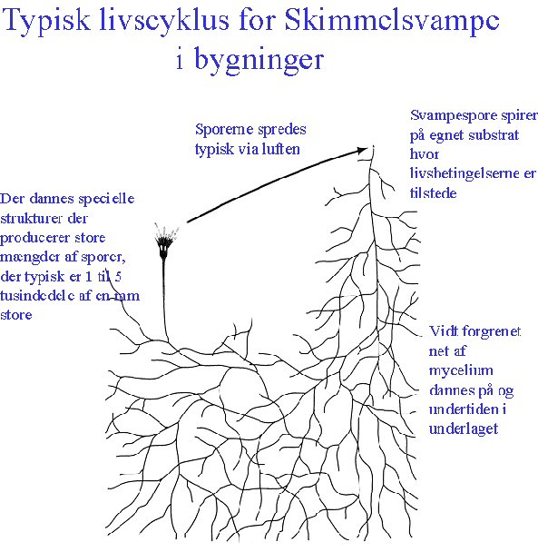 Skimmelsvamp