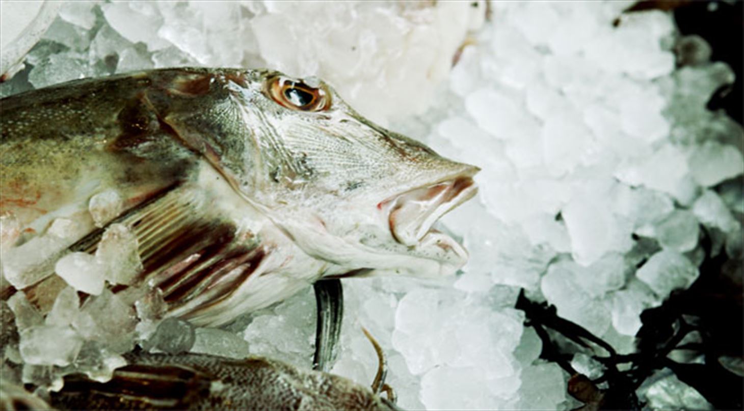 Fisk