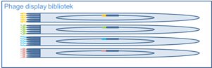 Phage display bibliotek