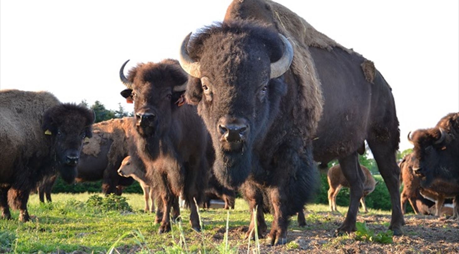 bison