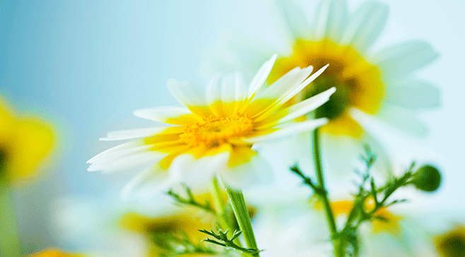 Sommerblomst