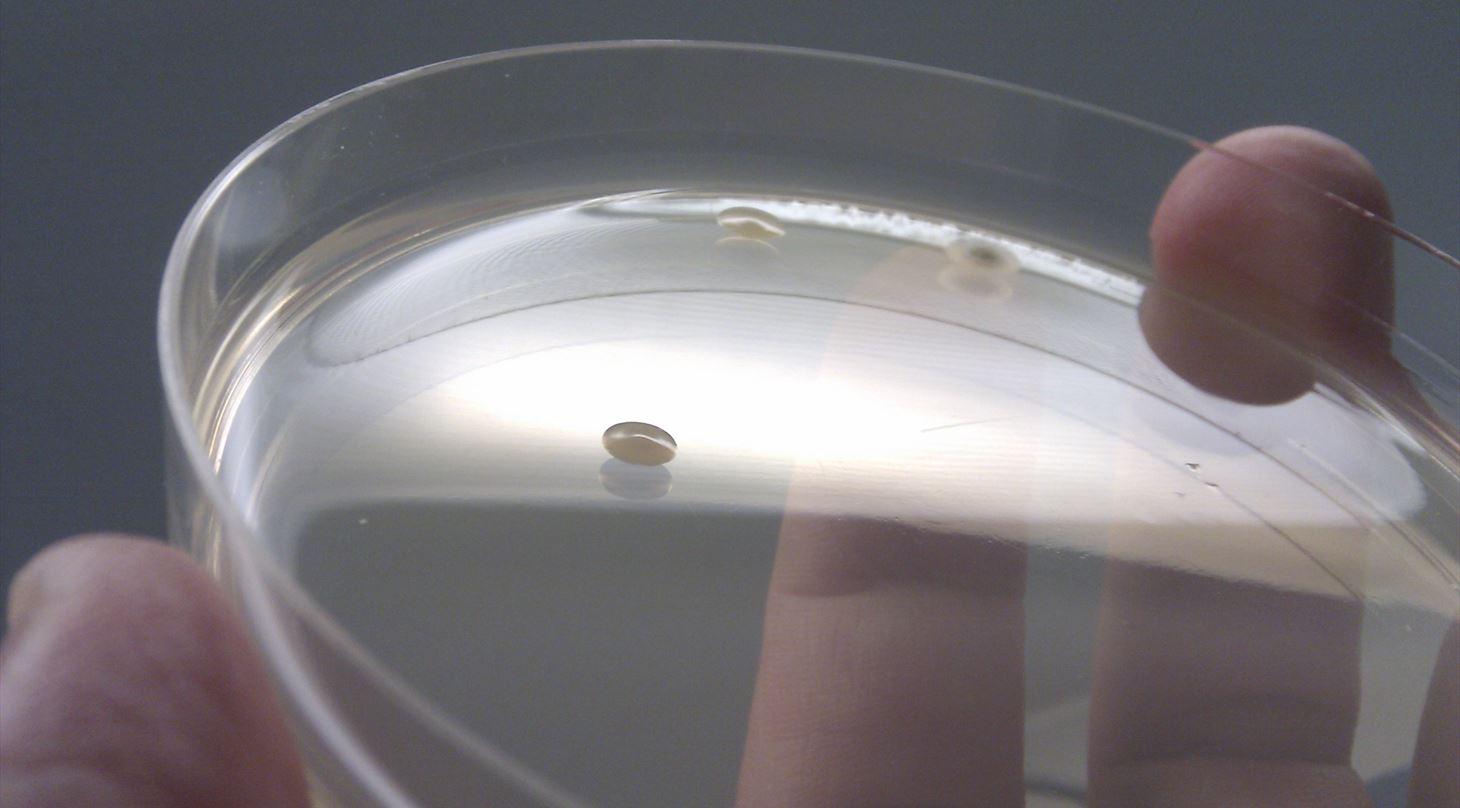 Nærbillede af laboratorieglas