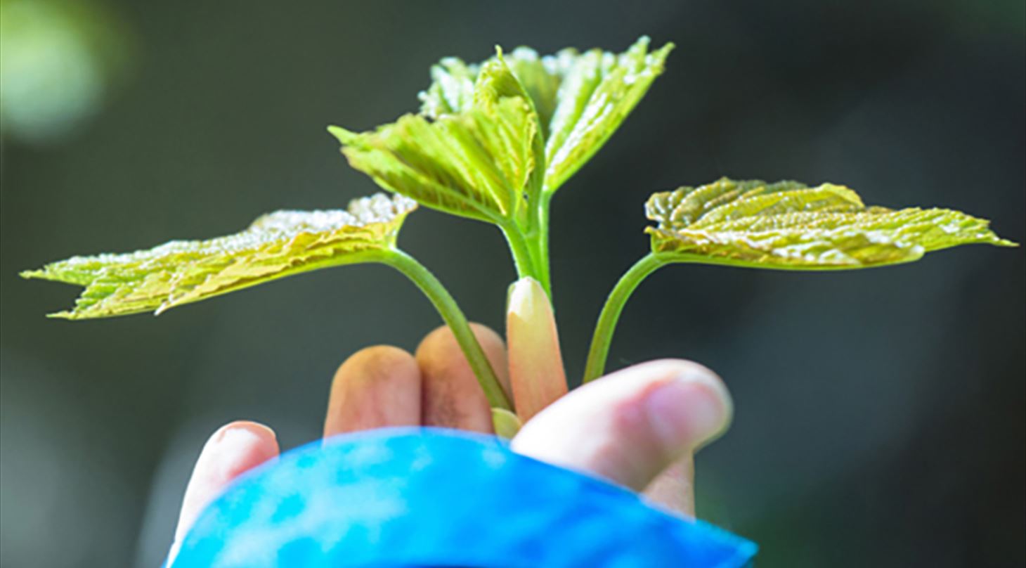 Hånd med voksende plante