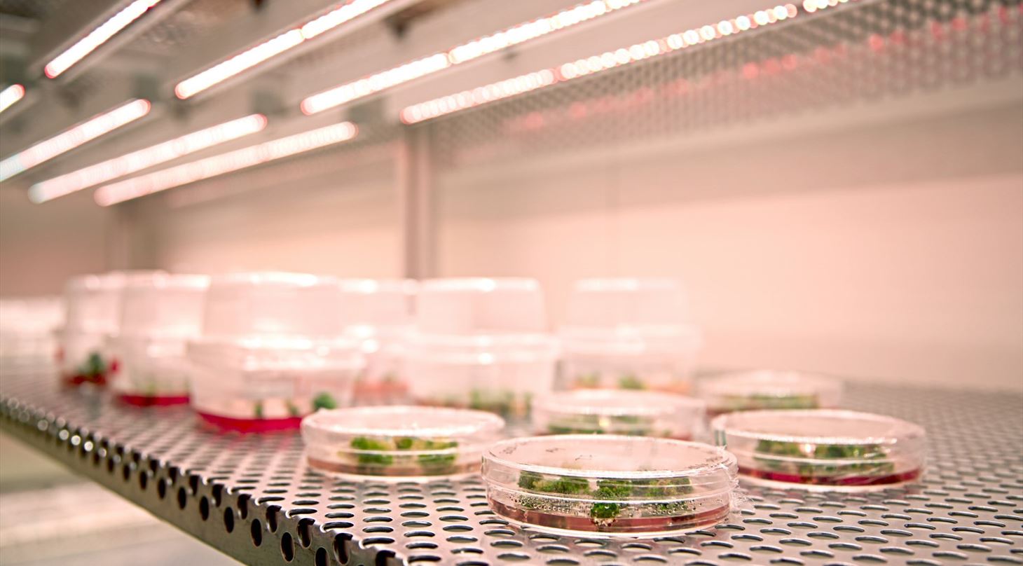 Mutationsfor�dling