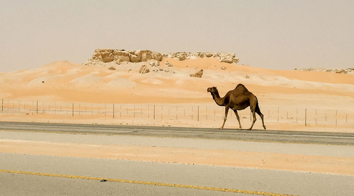 Kamel i ørken