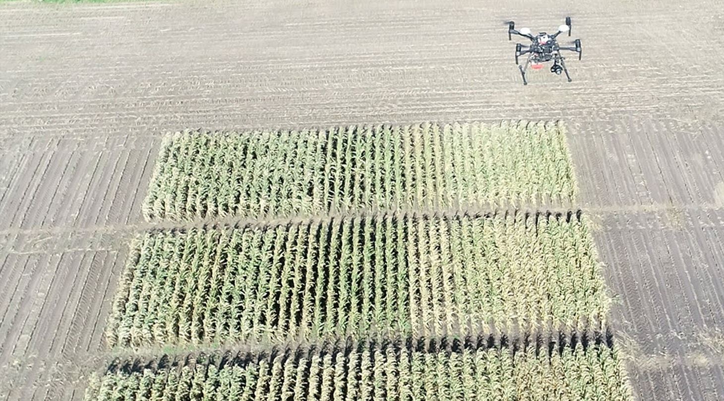 Drone i majsforsøg
