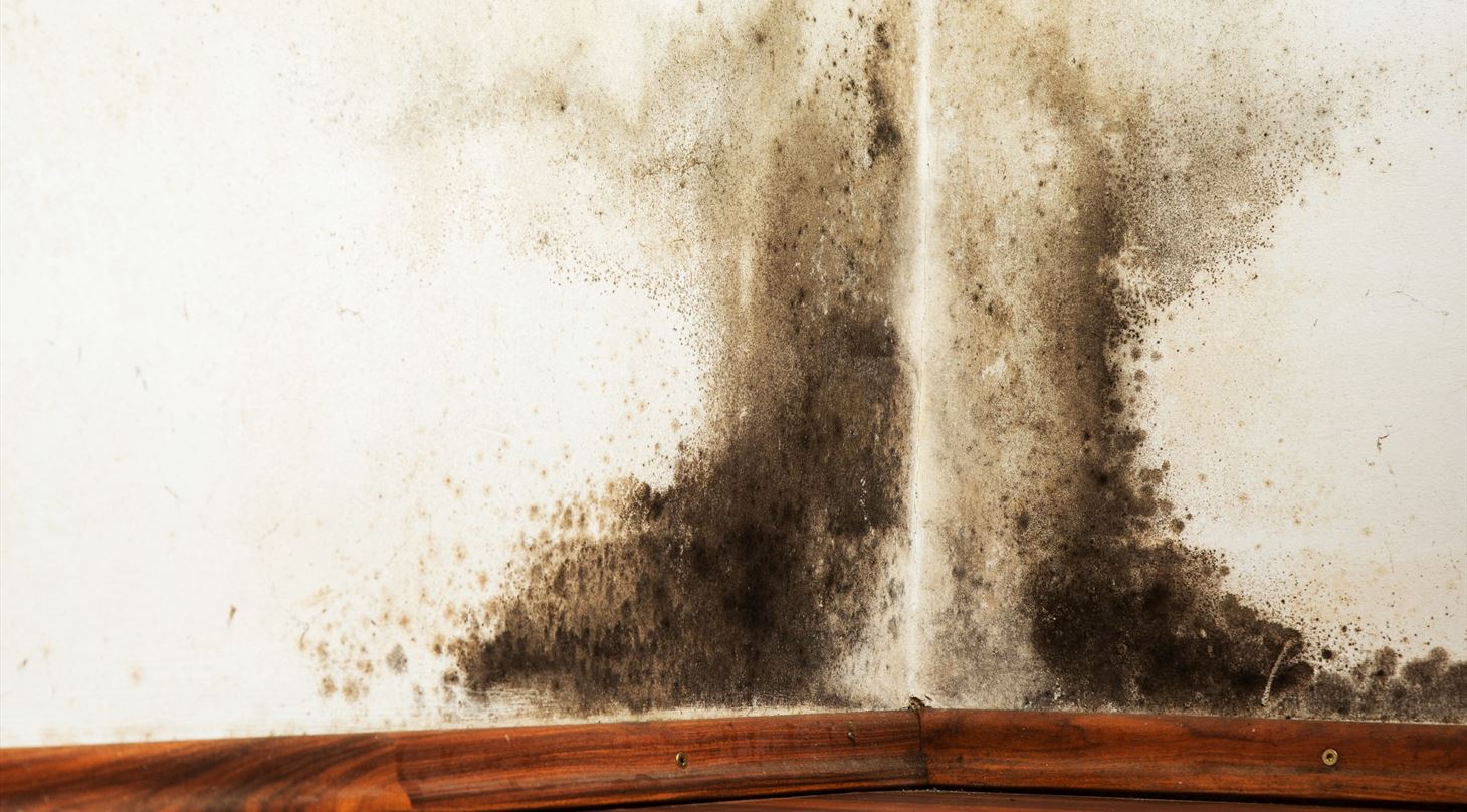 Pas p� skjult skimmelsvamp