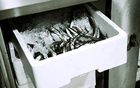 Billedet viser en hvid EPS-kasse fyldt med fisk i et kølerum. Billedet er brugt til Plast og Emballages Medlemsinformation nr. 4 i 2019