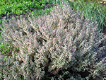 Billedet viser en almindelig timianbusk - også kaldet Thymus Vulgaris, som er en lavtvoksende urteagtig plante