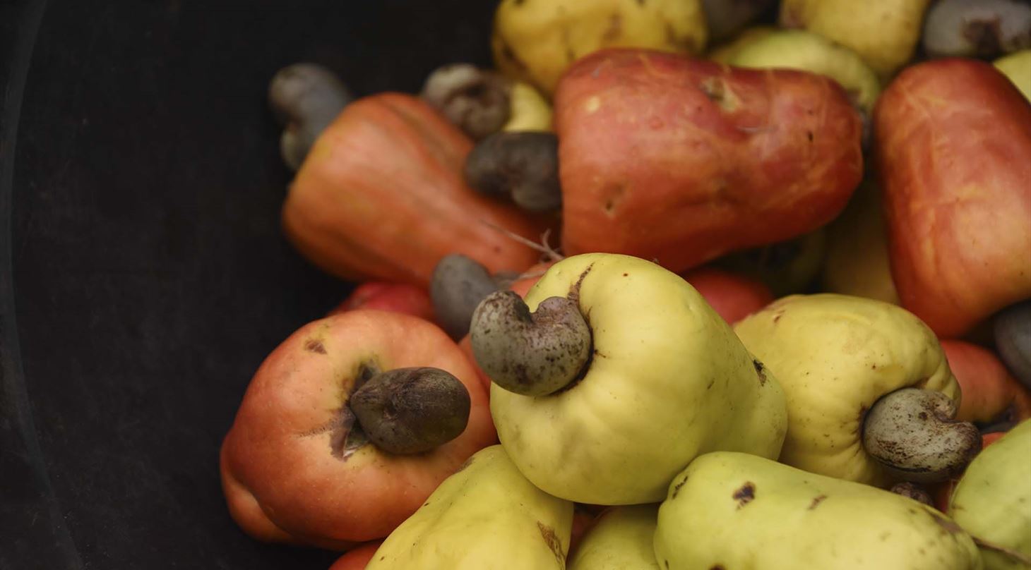 Cashewaebler