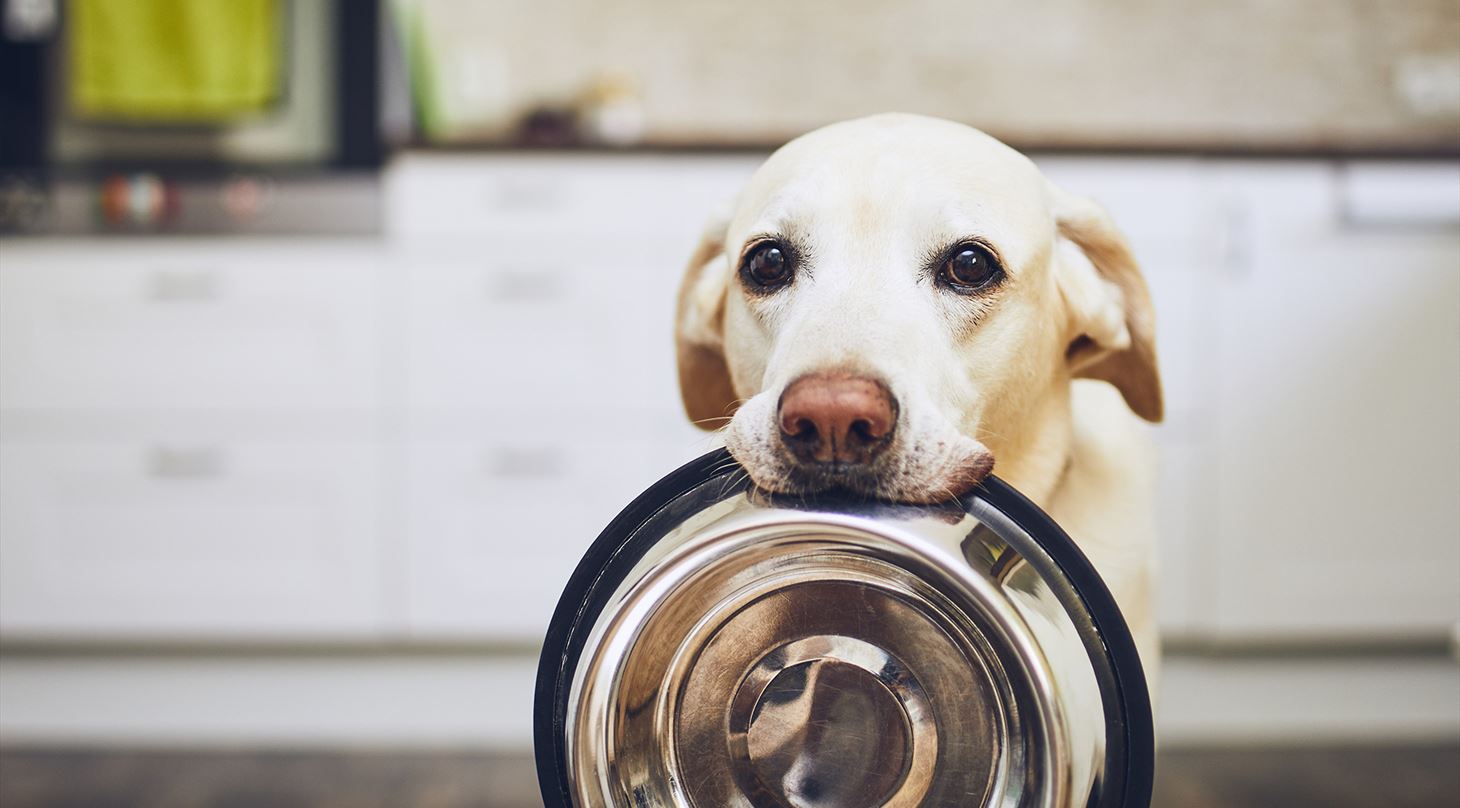 Sulten hund holder sin madskål i munden