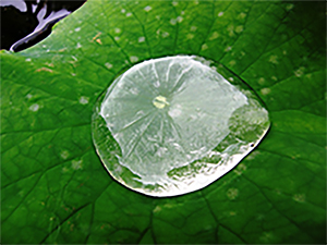 Billedet viser ultrahydrogobicitet udvist på et Lotusblad