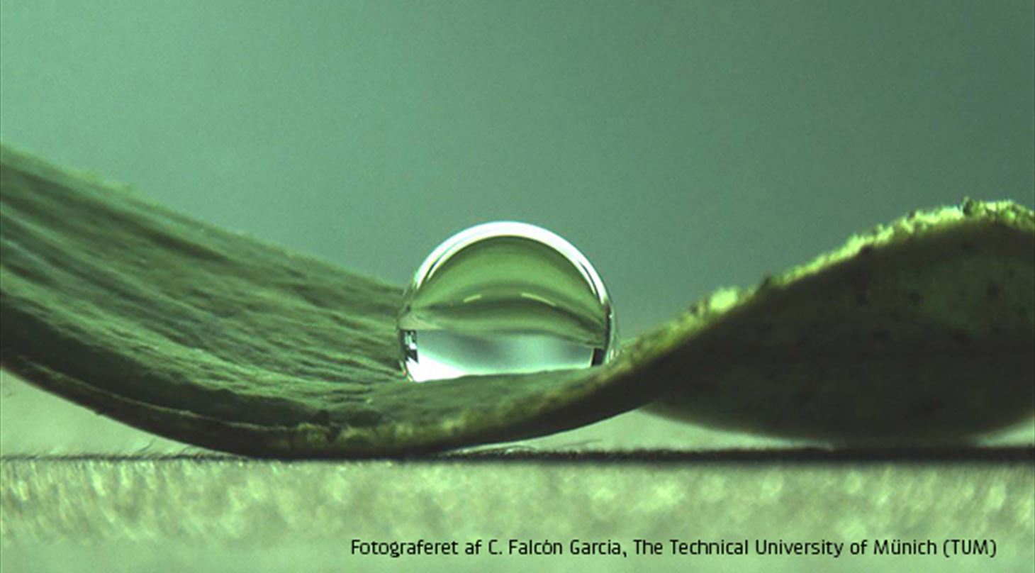 Billedet viser en vanddrbe balancerende p et blad fra Lotousblomsten. Billedet er taget af C. Falcon Garcia, The Technical University of Munich og m IKKE bruges uden forudgende aftale med BBI/ALB