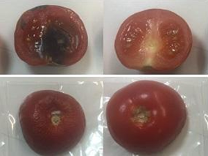 Billedet viser letfordærvelige produkter - her tomater, som er pakket i henholdsvis almindelig emballage og en ny emballagefilm med antibakteriel æterisk olie, som giver længere levetid.