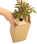 Billedet viser ScanStar 2021 vinderen Glomma Papp Planter pr. post emballage - må KUN bruge i forbindelse med omtale af ScanStar/BBI