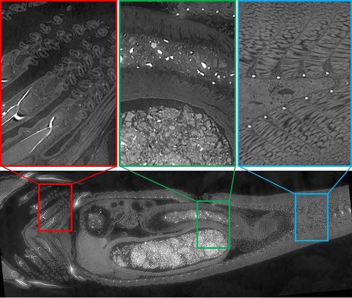 Kollage med fire billeder fra HiP tomografi af en lille fisk