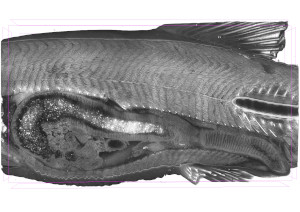 3D visualisering af fisk, tvrsnit