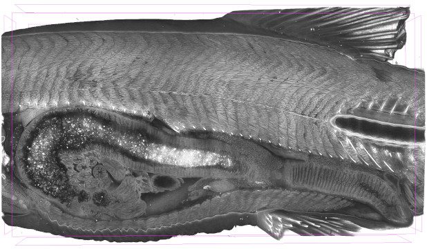3D visualisering af fisk ved fasekontrast HiP tomografi, tværsnit