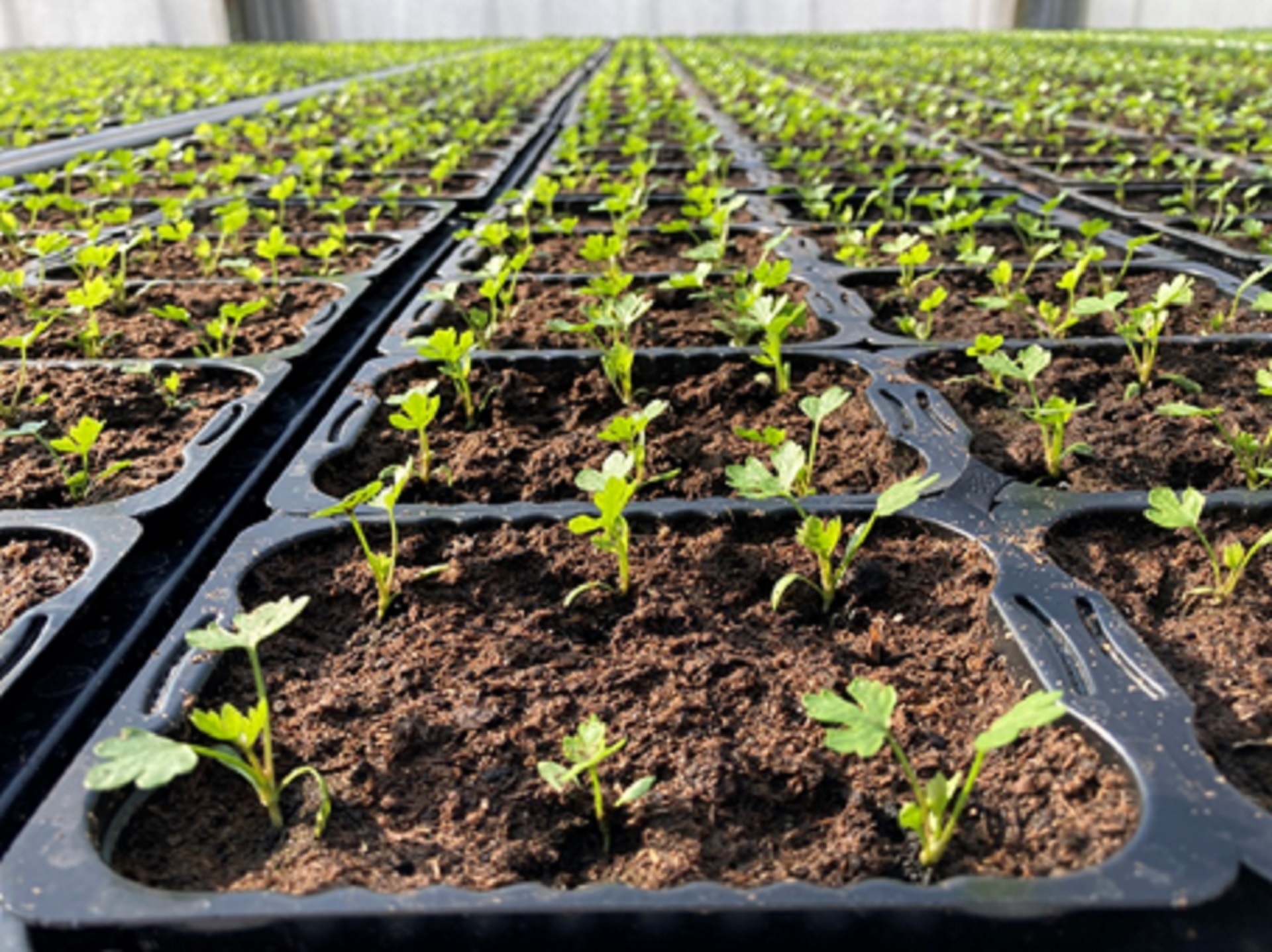 Projekt Biobased growing media for plant production BioSubstrate 2.