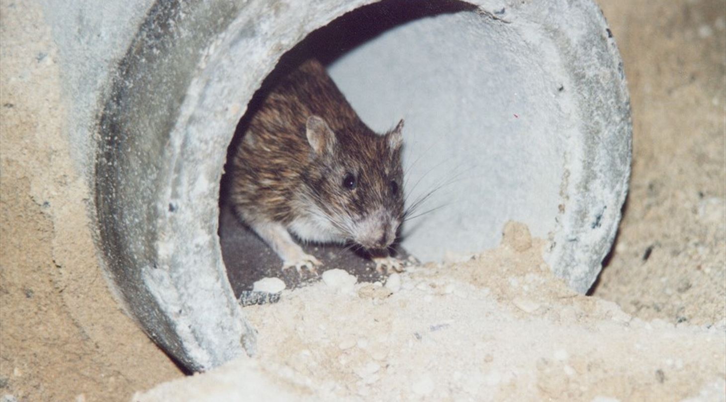 Rotte i kloak