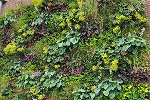 Nordic Green Climate Wall