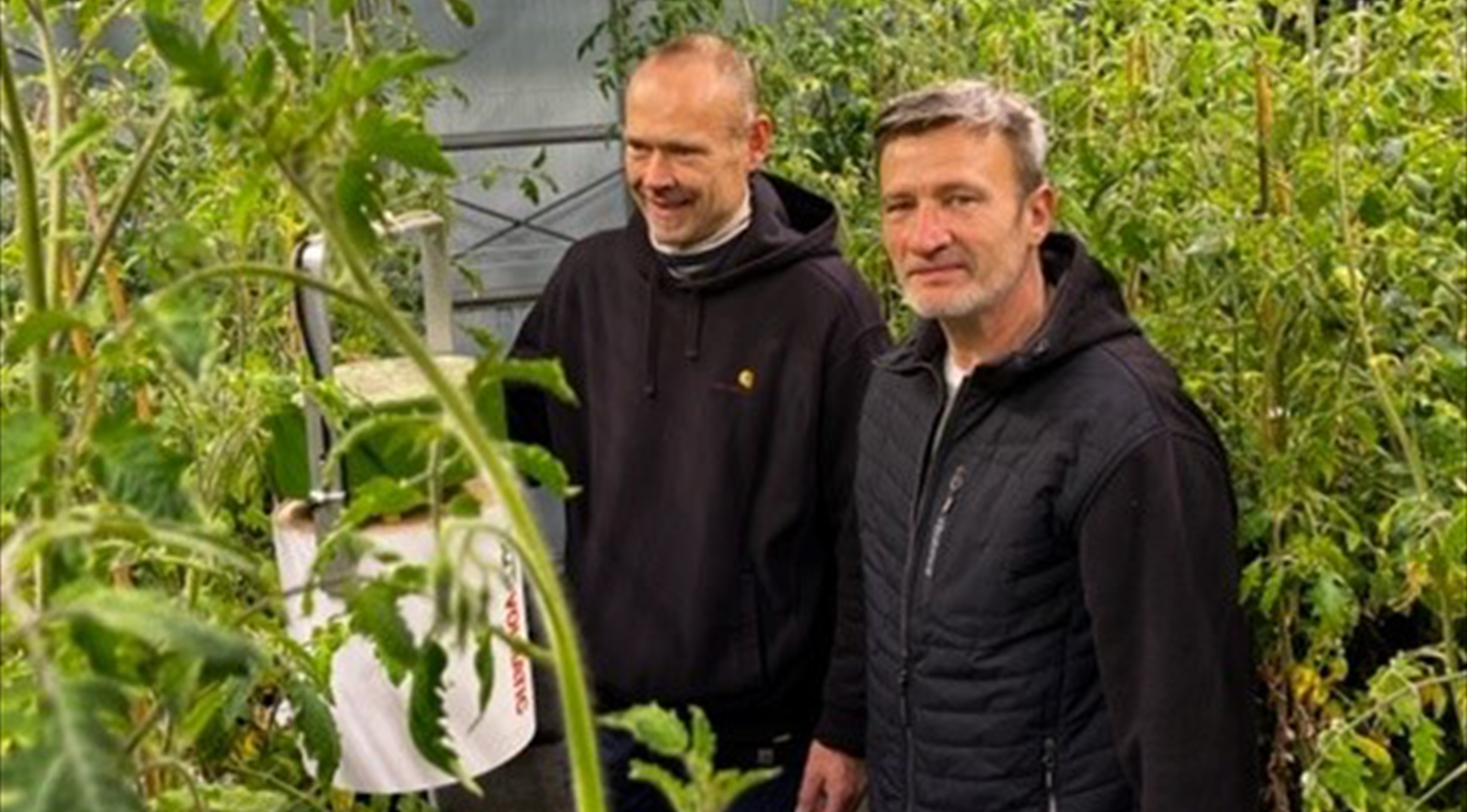 forsøg med tomatplanter
