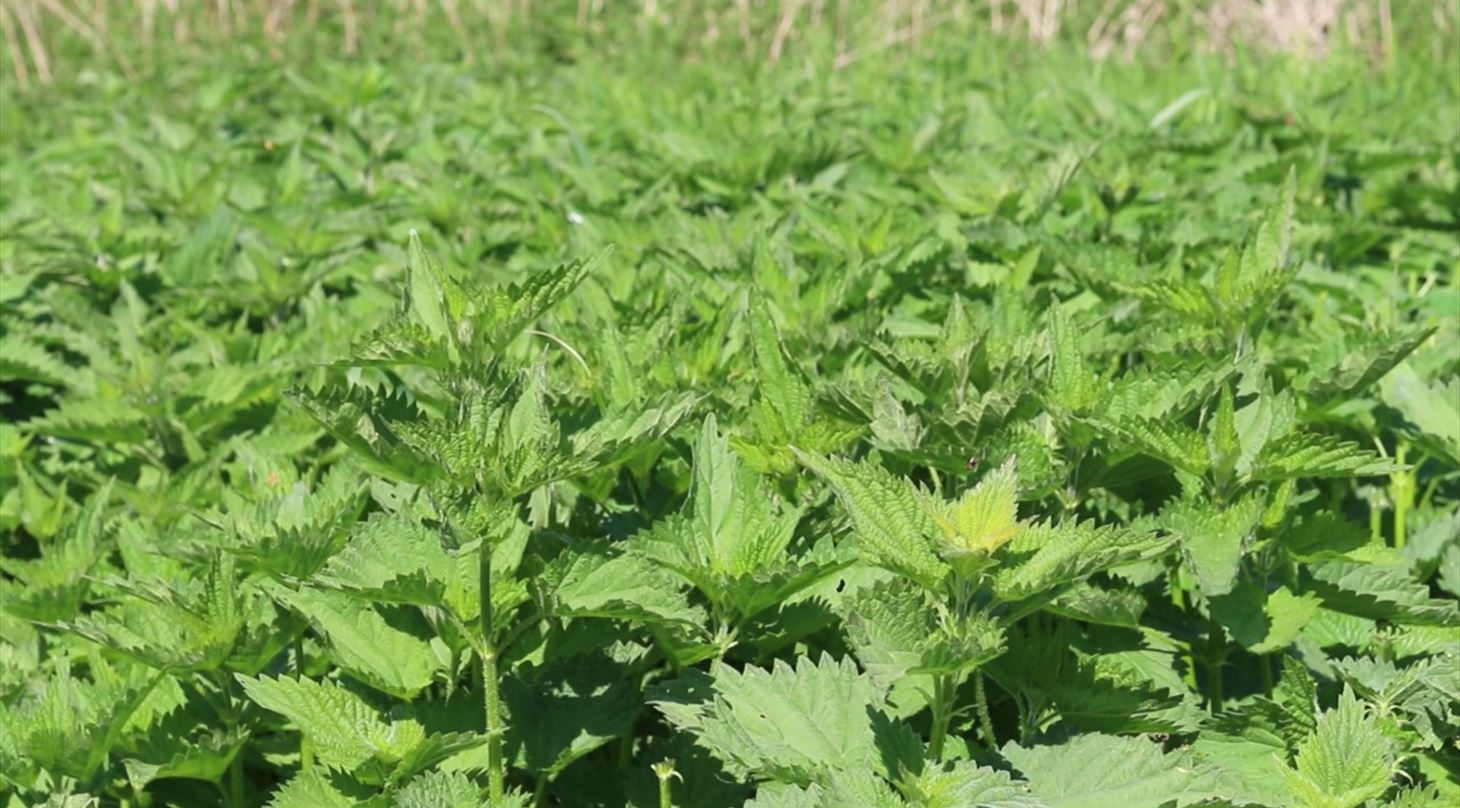 billede af br�nden�lder