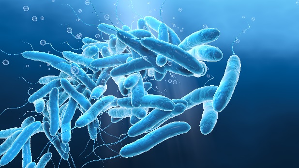 Legionella bakterien