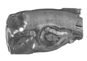 Fish with right dimensions for putting in text