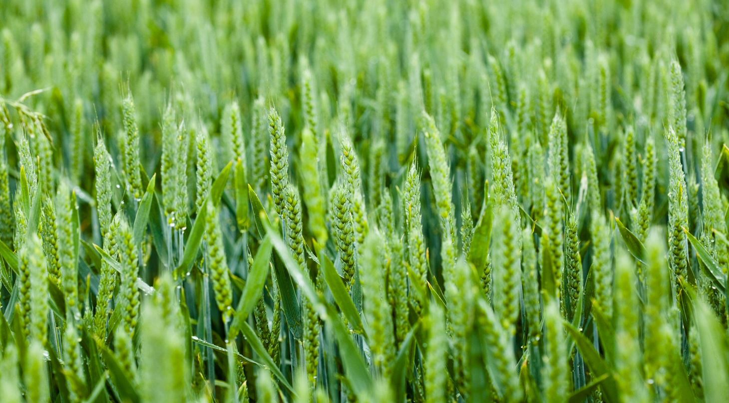 G�dningsfors�g_2