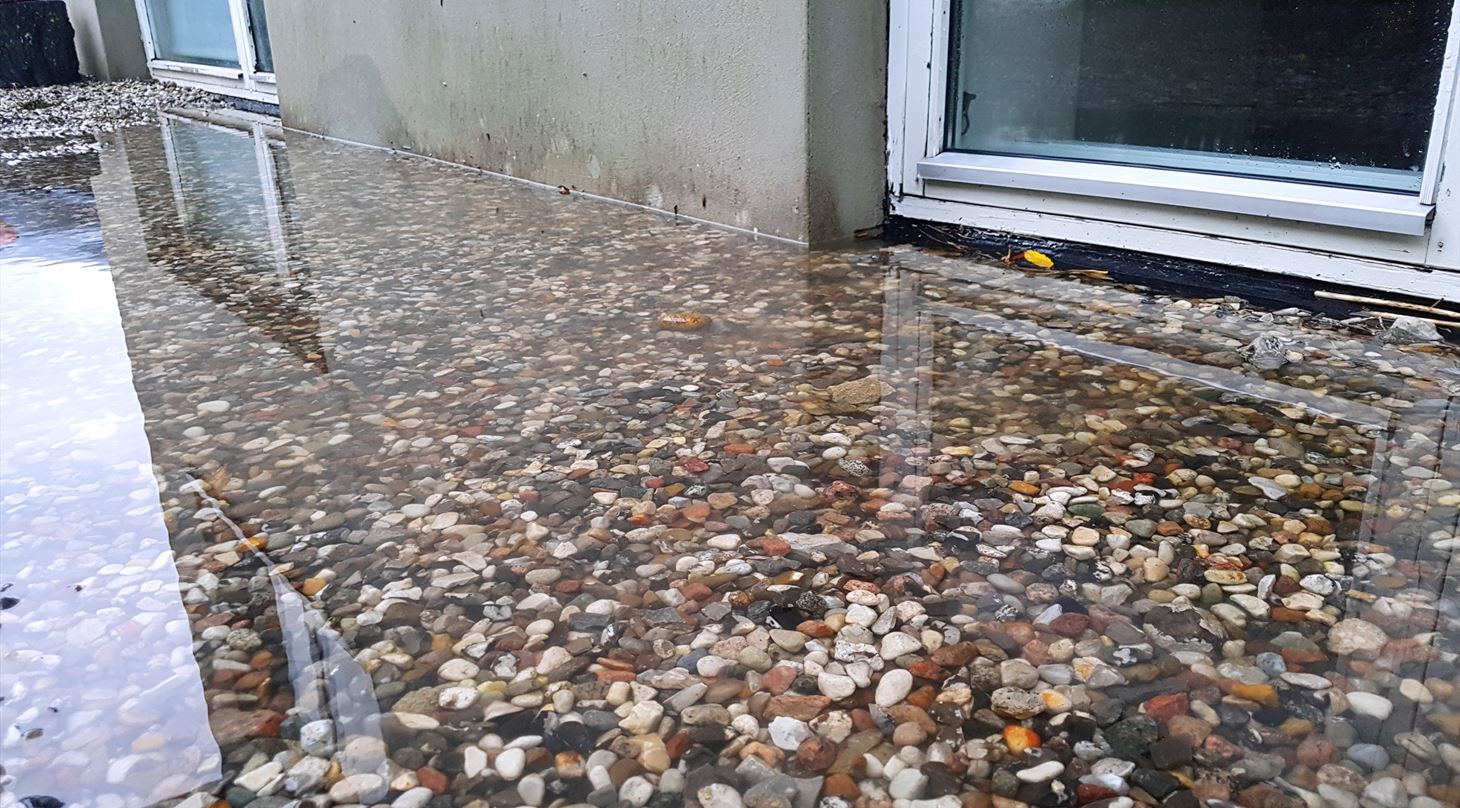 skimmelsvamp oversvømmelser