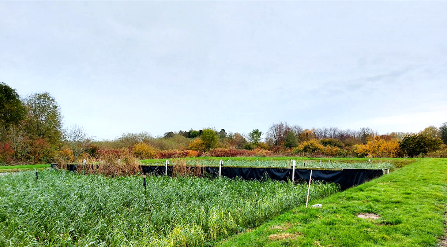 Et farverigt efterrslandskab med en mark i forgrunden, hvor der vokser hjt grnt grs. Midt p marken ses et omrde, der er indhegnet med sorte plastikbarrierer sat fast p hvide ple. I baggrunden er der trer i forskellige efterrsfarver som rd, gul 