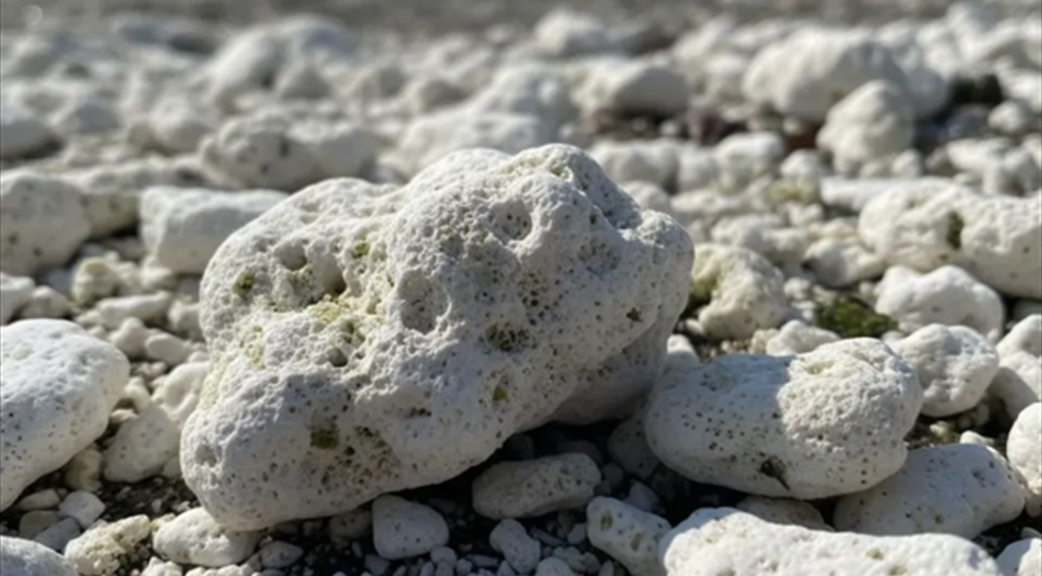 Billedet viser mindre forekomster af havkalksten i vandkant