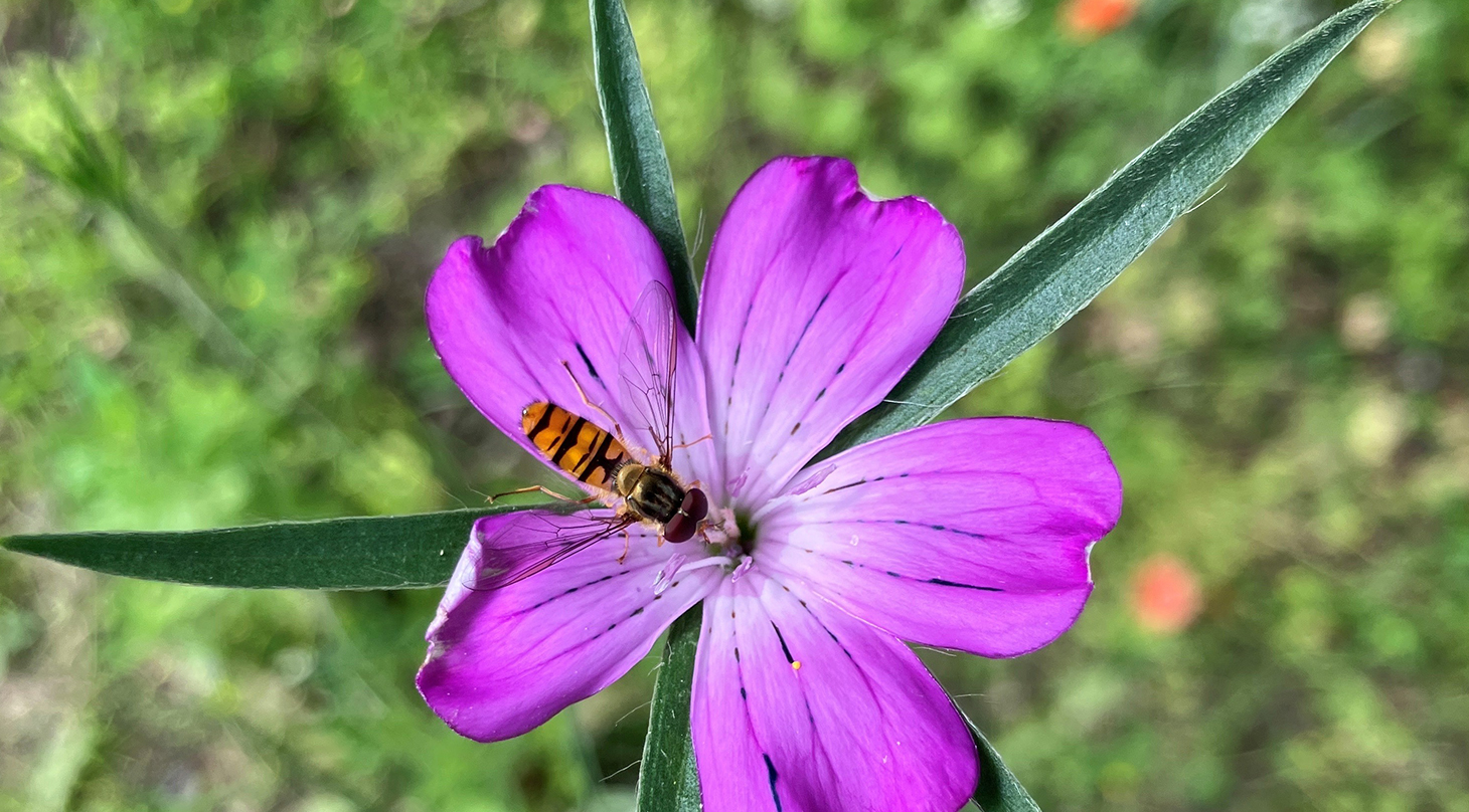 Biodiversitet_mling og monitorering af naturens variation