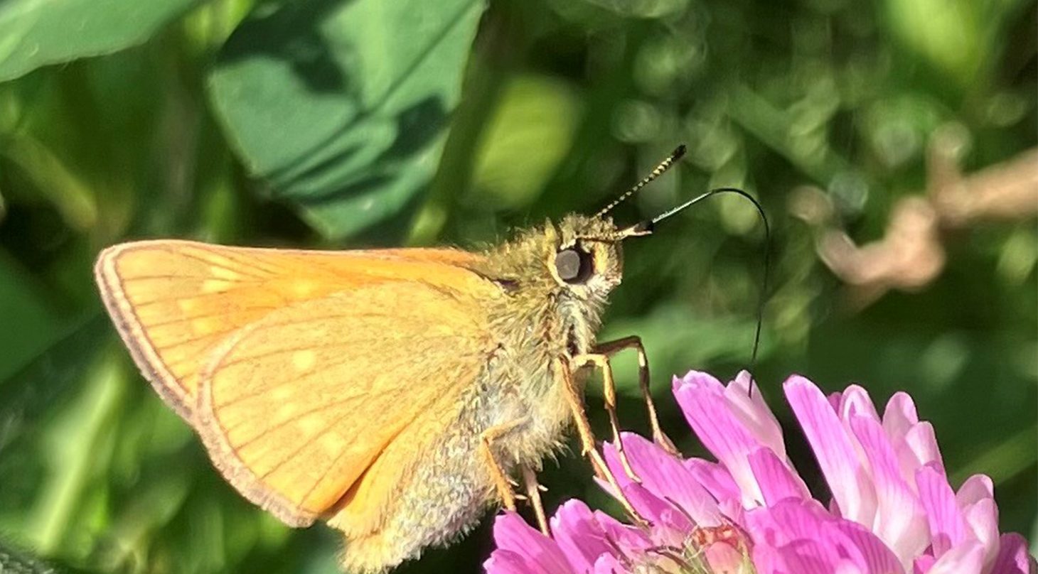 Biodiversitet - mling og monitorering af naturens variation_2