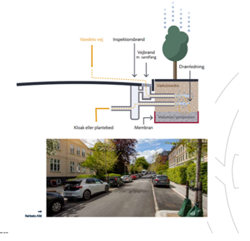 Figur 2. Vanding af vejtrer p Frederiksberg