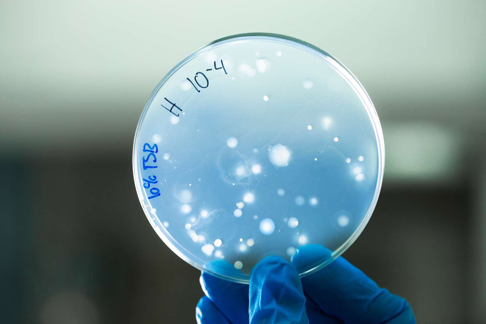 En plade med bakterier holdt af en h�nd med handsker p�