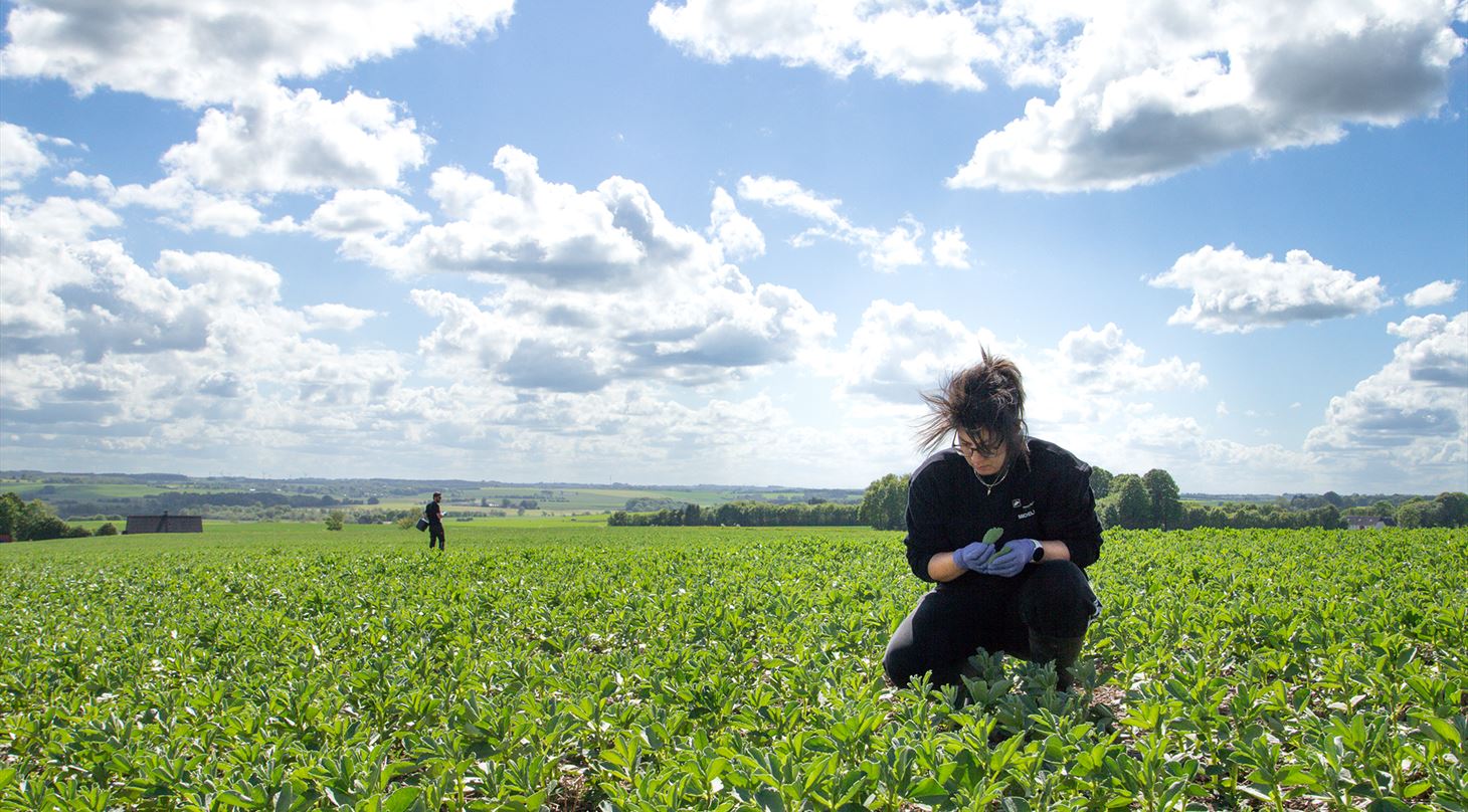 Biologiske virkemidler