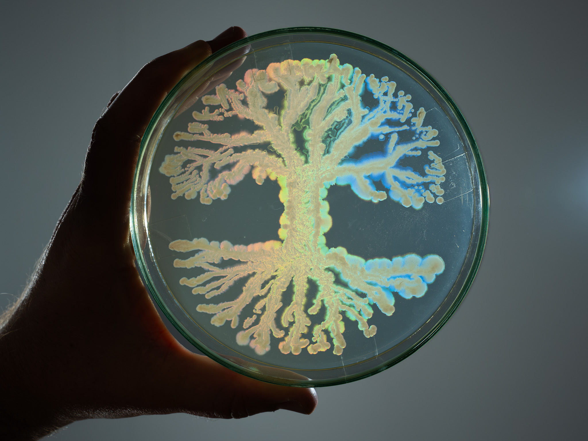 Pseudomonas fluorescens-PALY