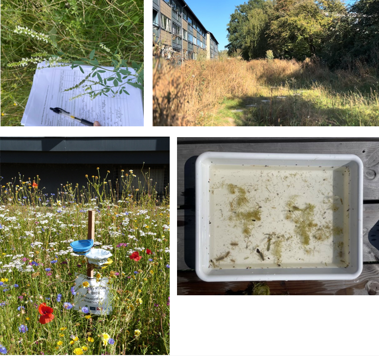 Natur, blomster, gr�s, dobbeltbilleder