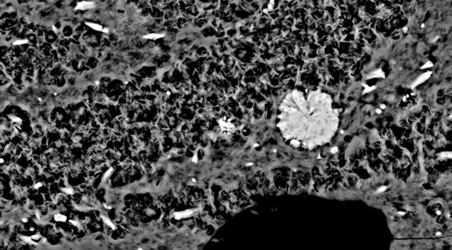 A Scanning Electron Microscopy photo (SEM foto)