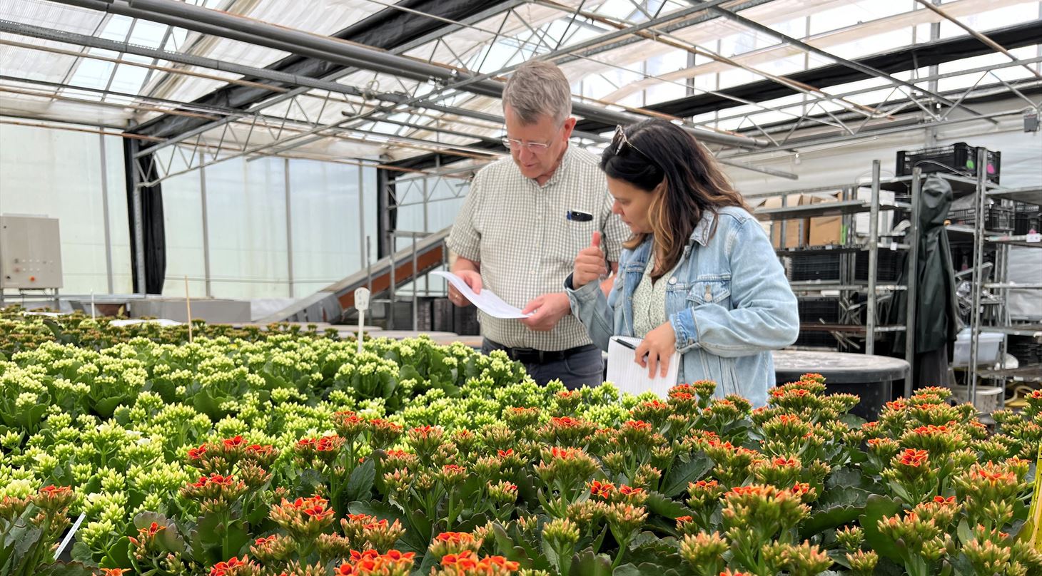Gartner (partner) med kalanchoe