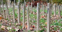 Test of impregnated samples in soil